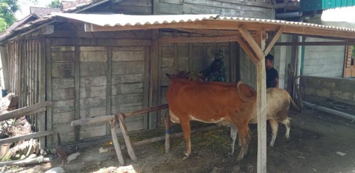 Apresiasi Peternak Desa, Satgas TMMD 110 Bojonegoro Beri Makan Sapi